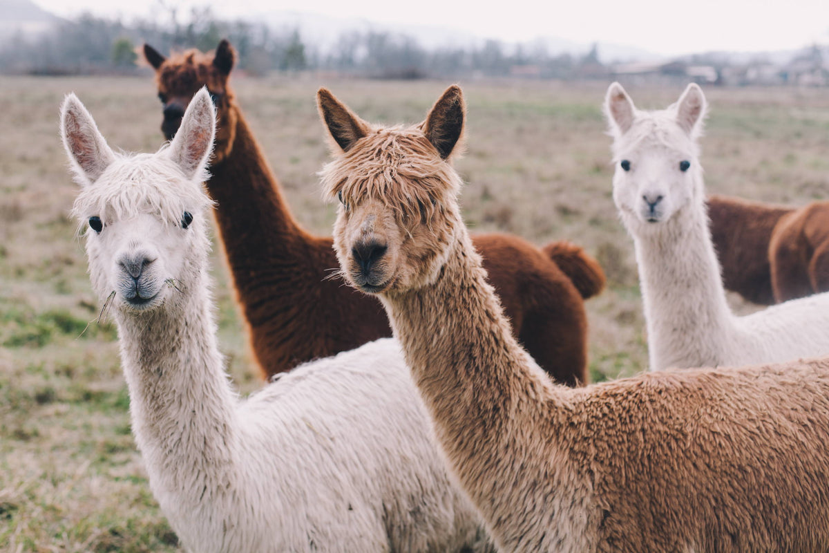 alpaca grazing in the Peruvian highlands farm to closet sustainable fiber story