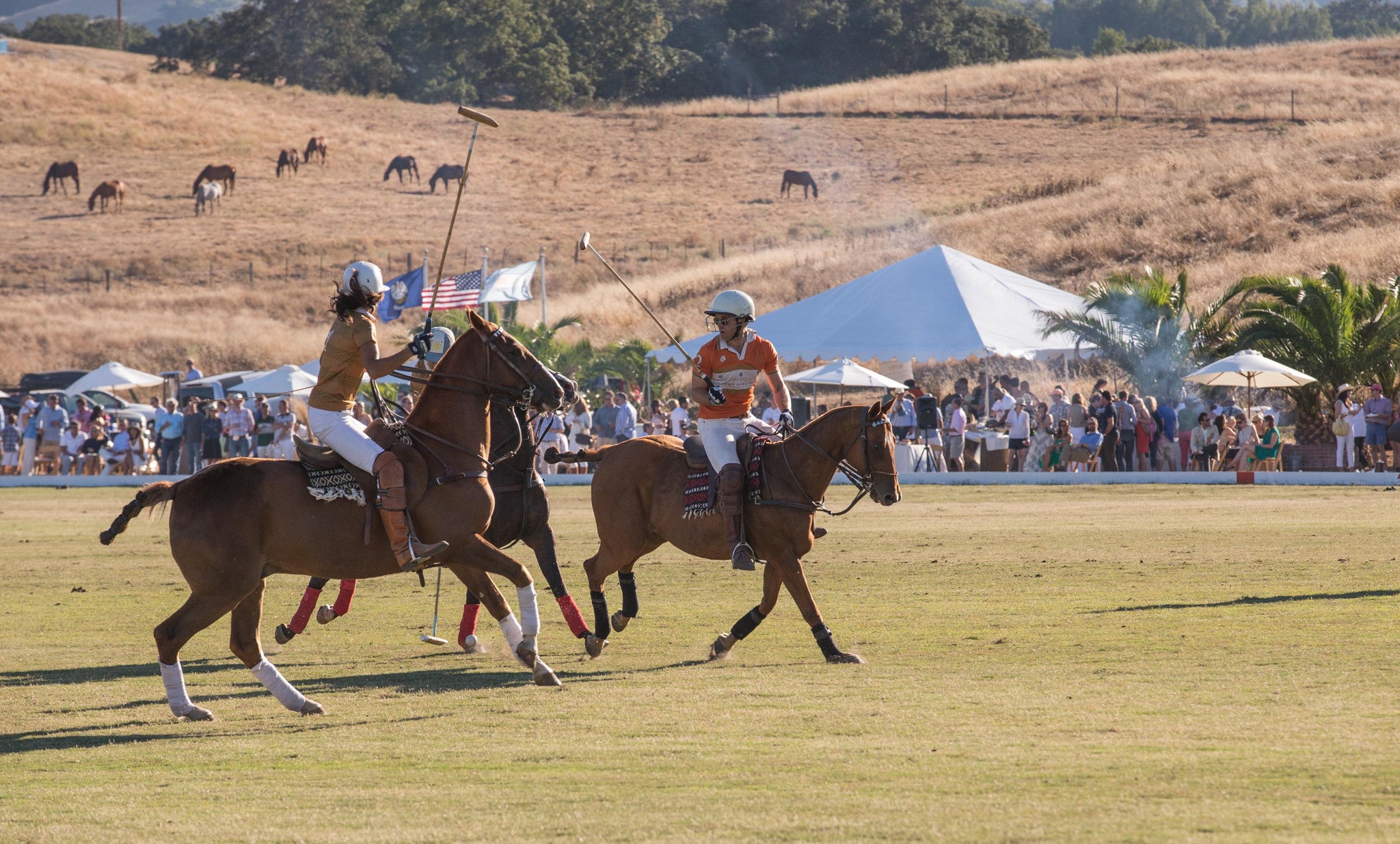 horses and crowd at the Stick and Ball Oyster Cup polo event 2015