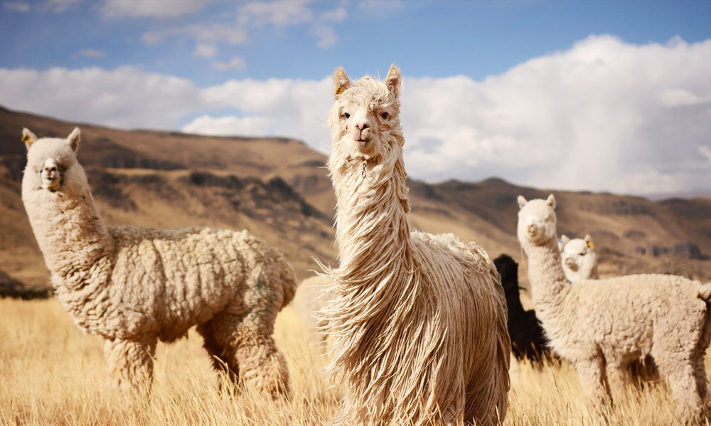 alpaca fiber sustainable luxury material from Peru