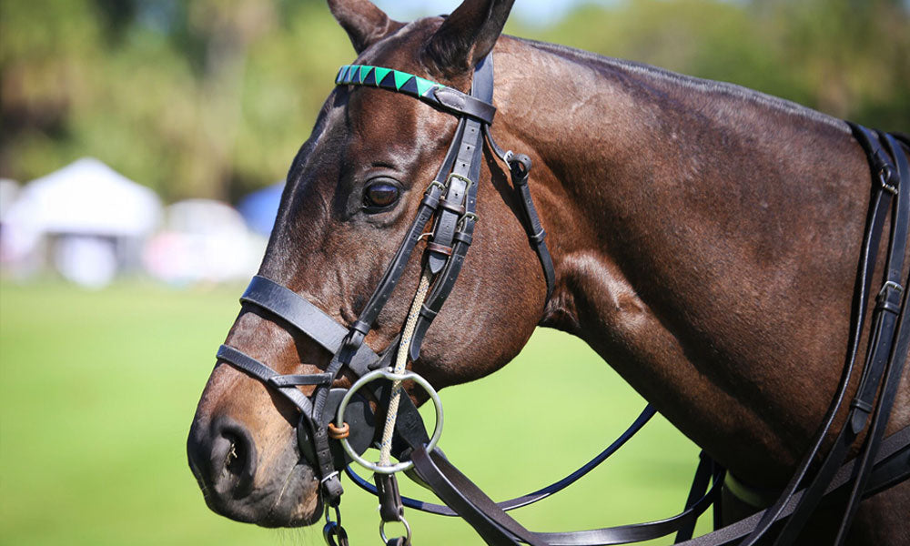 polo pony at Windsor Charity Polo Cup event