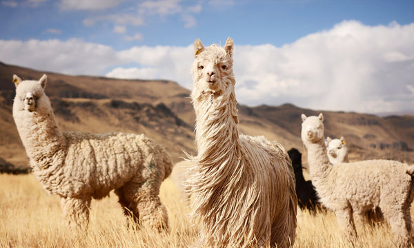 Alpaca: Peru's Fabulous Fiber
