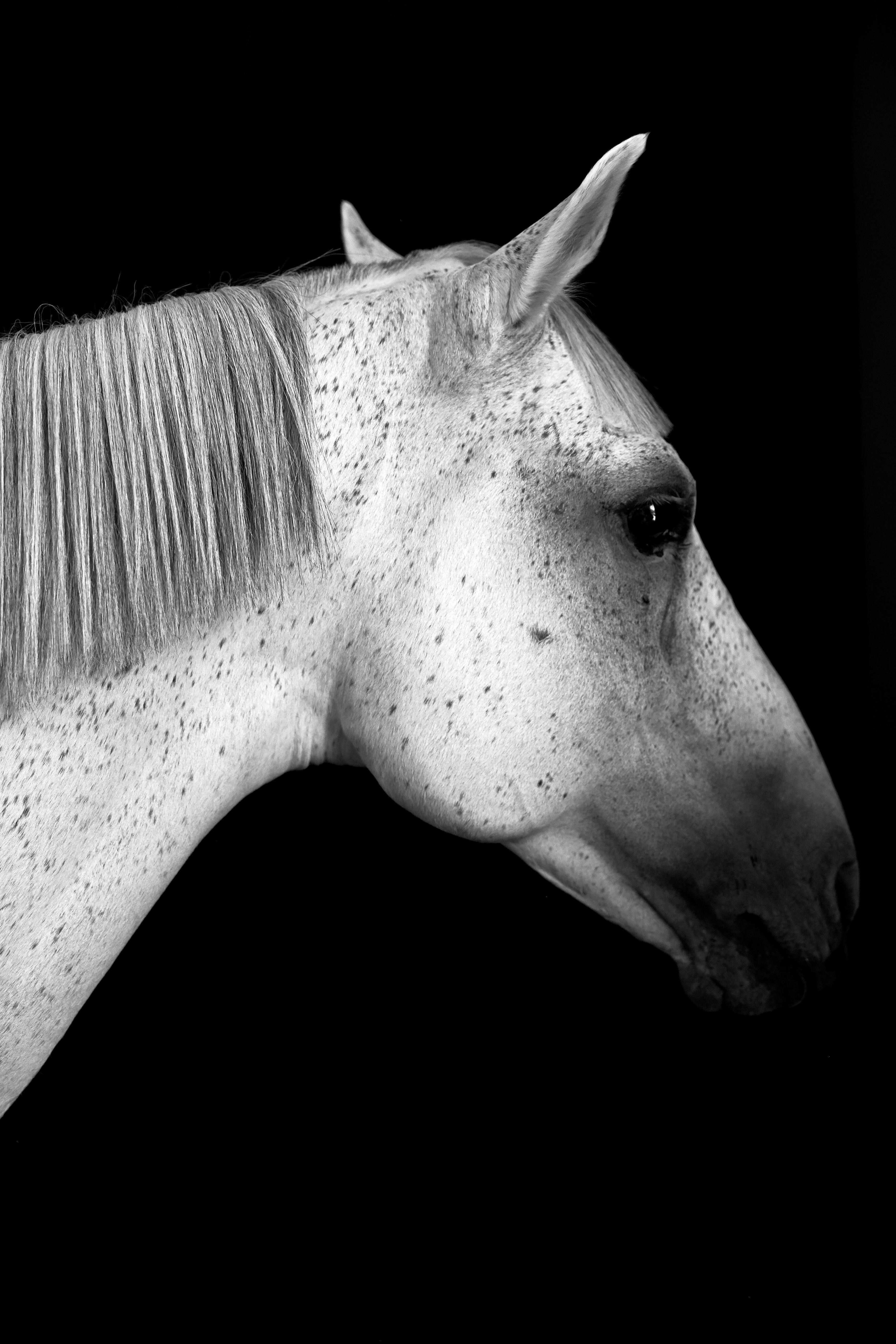 Stick & Ball-“Grey Horse Head" by Dominic James-