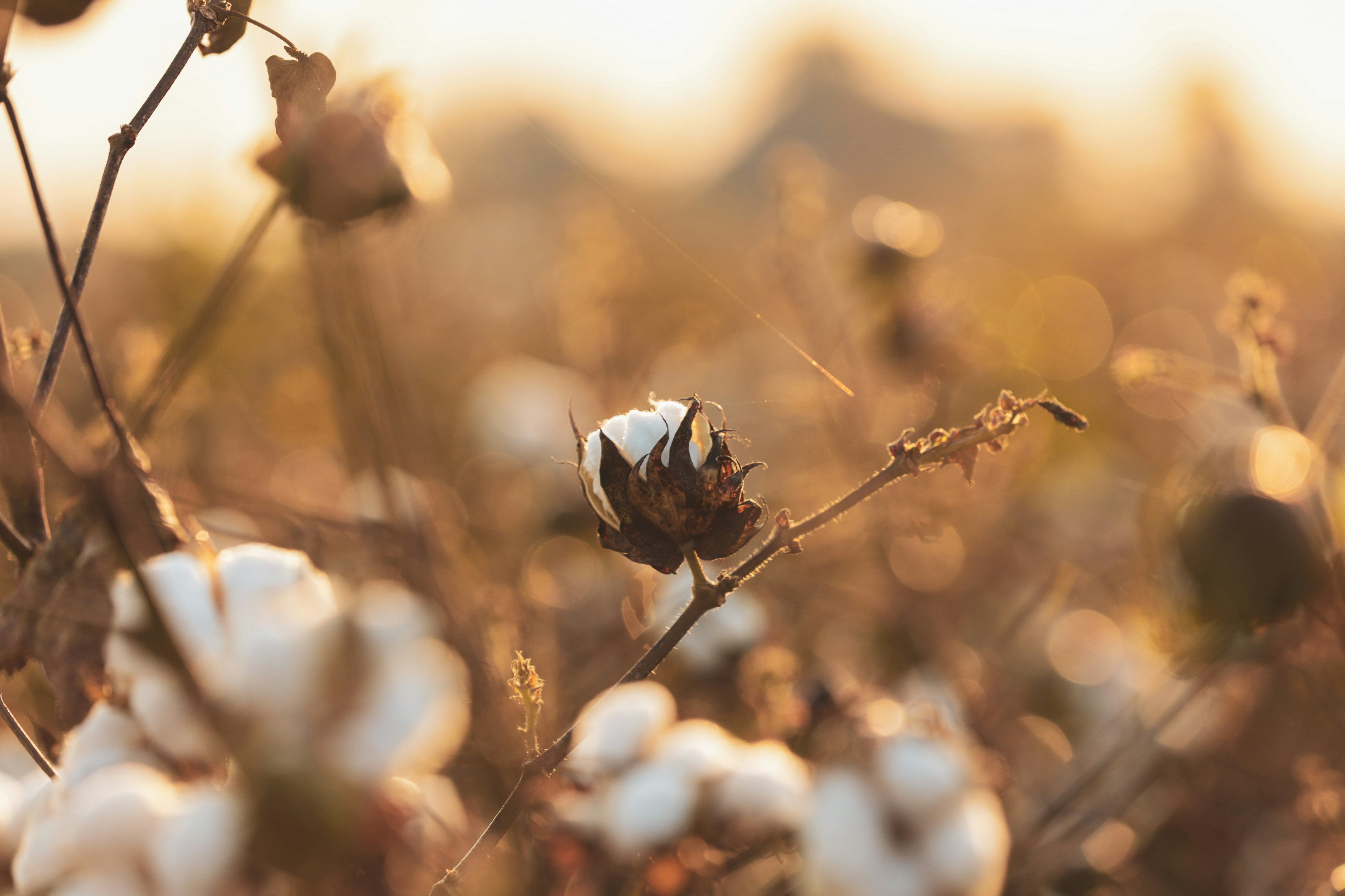 organic-cotton-field-sustainability